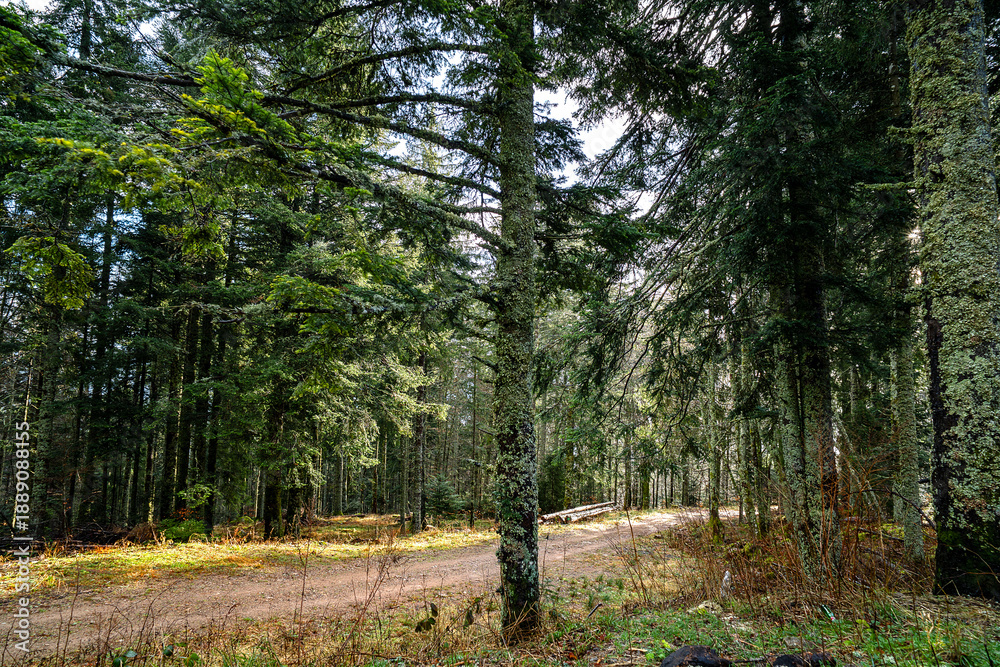 Fototapeta premium A dirt path crosses a dense forest of fir trees with patches of sunlight in the Upper Rhine region of France.