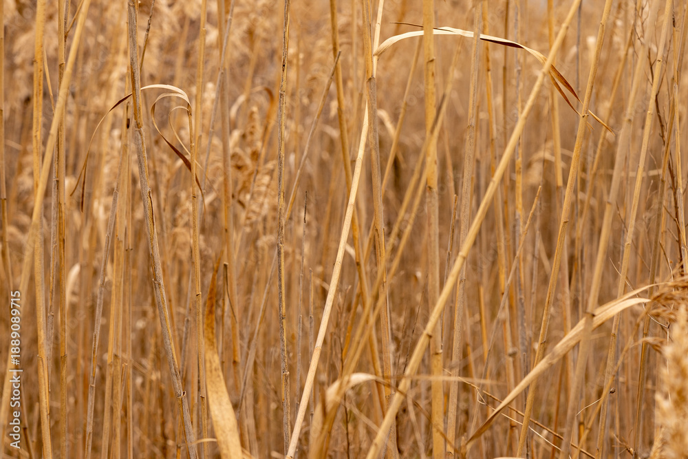 Fototapeta premium Dry reed seed pods close up in natural light