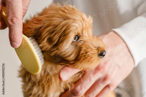 Hands of a man combing a Maltipoo puppy with a soft brush.