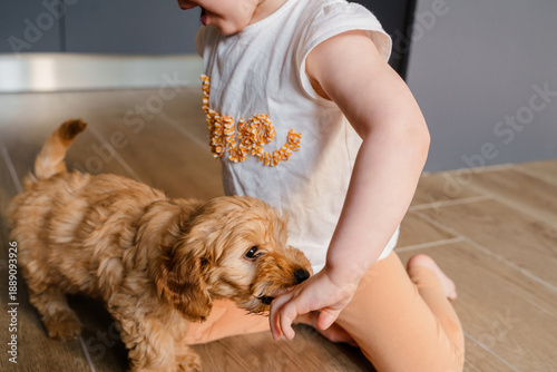 A maltipu puppy painfully bites a baby girl by the hand. Training and education of puppies.