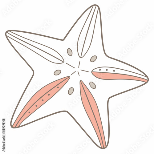 Illustrated sea star
