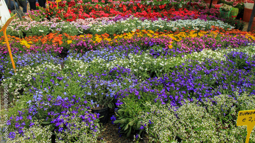  Bright rows of blooming bedding plants and seedlings at a nursery stand. Spring gardening, landscaping and home garden concept.