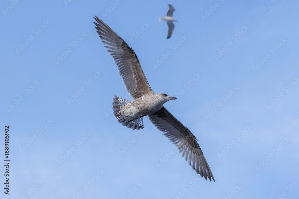 Obraz premium The flight of a seagull in the blue sky.