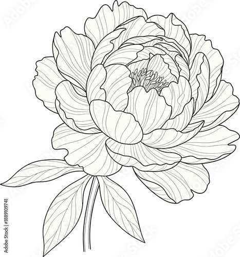 Vintage hand drawn detailed peony flower vector illustration with voluminous ruffled petals and elegant leaves for luxury botanical branding.