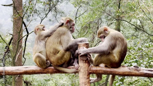 Macaques sit on a railing and groom each other.