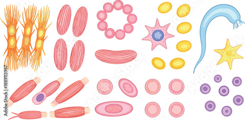 Hand drawn human blood and tissue cell structure icons set with neurons, bacteria, and microscopic biology elements