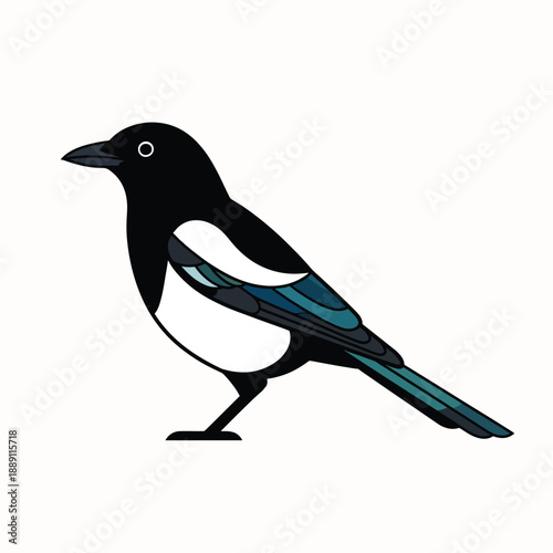 Black and White Magpie with Blue Wing