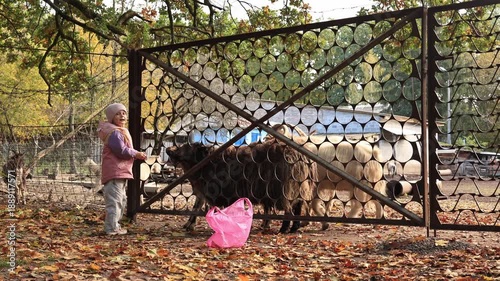 Wallpaper Mural Little girl feeding goats with fresh cabbage leaves at a farm or petting zoo Torontodigital.ca