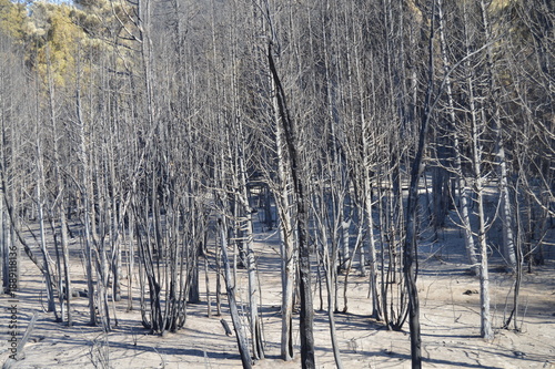 Arboles quemados por incendio, Epeyuen, Sur Argentina