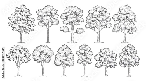Vector illustration set of twelve trees in two rows, showcasing diverse foliage patterns and canopy styles from irregular detailed leaf structures to rounded stylized forms, ideal for botanical, lands