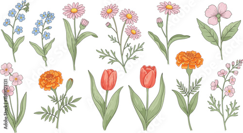 Set of hand drawn wildflowers vector illustration, delicate spring floral botanical collection for wedding and nature design