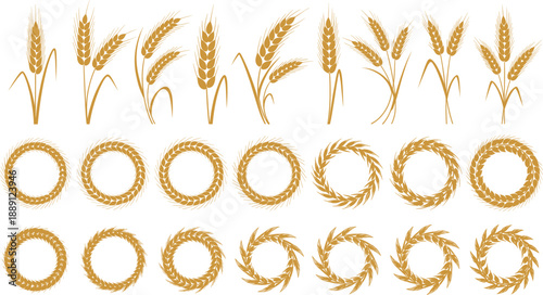 Set of wheat ears and grain wreaths vector illustration, golden cereal harvest decorative elements collection for farming design