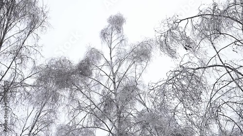 Wallpaper Mural Snowing over frozen pine and birch trees in a gloomy winter forest Torontodigital.ca