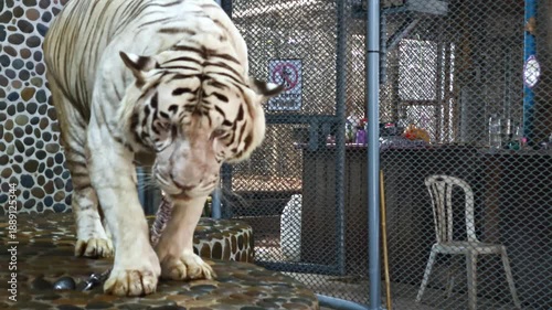A white tiger on a leash in a cramped enclosure behind bars is an alarming shot about the problems of zoos, animal exploitation and animal rights protection.