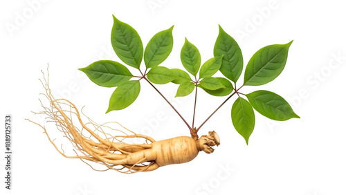 Fresh panax ginseng root with green leaves, isolated on white or transparent background, ideal for herbal medicine, wellness, health, and natural ingredient concepts. PNG