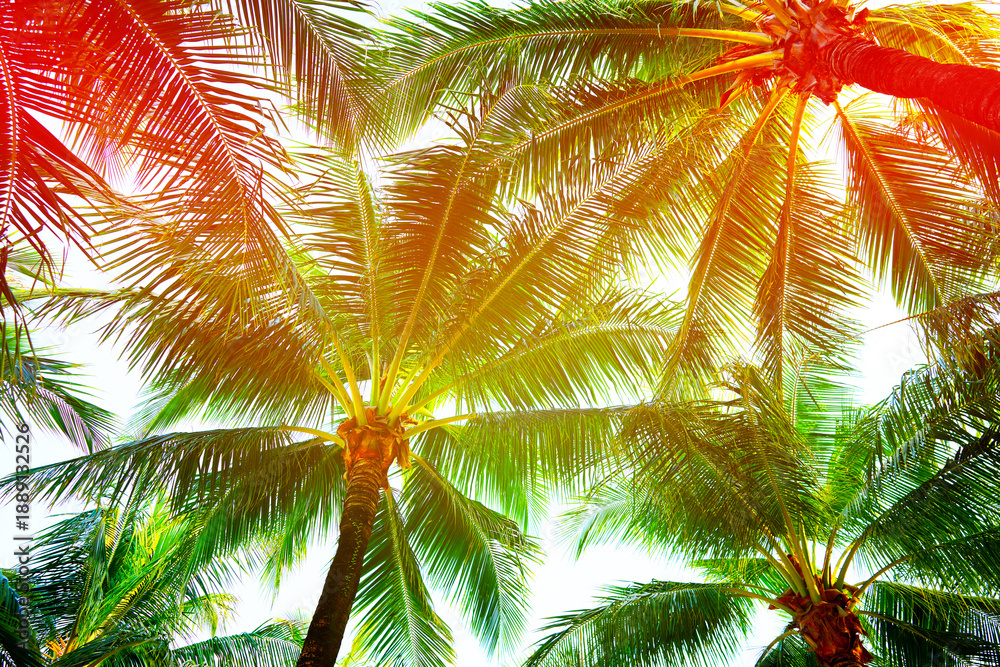 Fototapeta premium Palm tree on bright sunset sky background. Palm trees in tropical location in bright daylight, creating vibrant scene, sunlight filtering through leaves. Palm trees in sunlight in tropical setting.