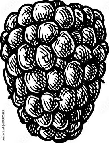 Blackberry. Hand drawn illustration in an ink sketch style.
