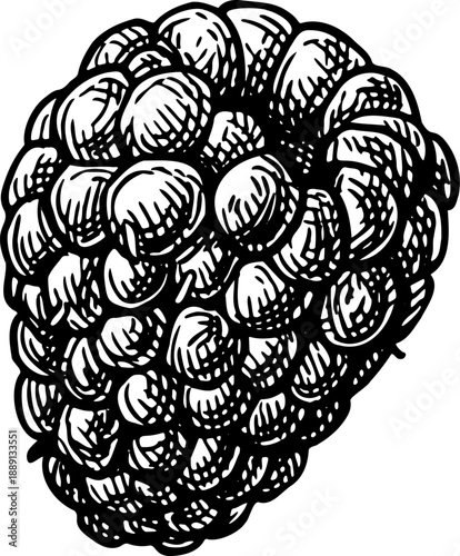 Blackberry. Isolated ink sketch. Hand drawn vintage engraving illustration.