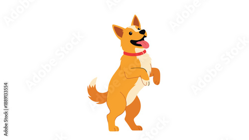 Enthusiastic orange and white dog standing on its hind legs with its tongue out and a happy expression on its face.