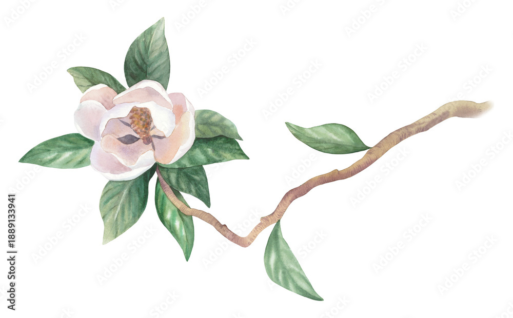 Obraz premium Blooming magnolia. Watercolor illustration. Handmade watercolor illustration. For packaging design, cards, cover, wallpaper, prints, product labels and fabric.