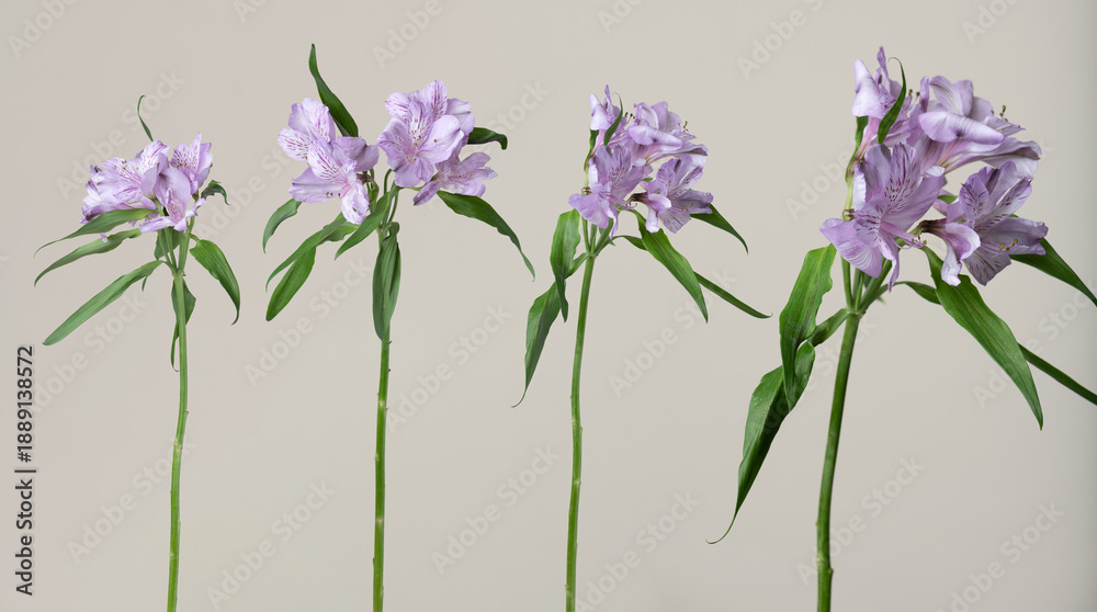 Fototapeta premium Purple alstroemeria flowers with green stems blooming on a minimal light background