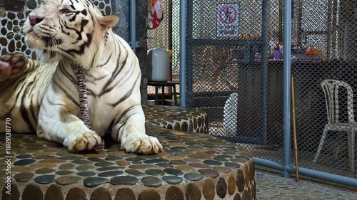 A white tiger lies on a platform in a cage and is held on a leash - a shot about the cruel keeping of animals and the problems of zoos.