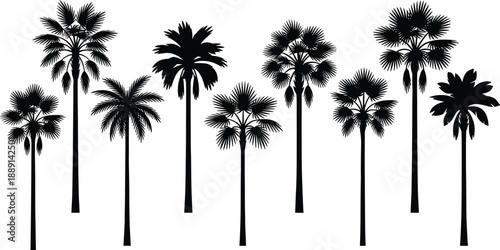 Palm tree silhouette collection, tropical species, botanical shapes, black and white sketch, nature icons, exotic plants - flat vector illustration