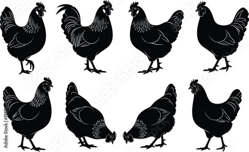 Collection, of, black, silhouettes, featuring, domestic, chickens, roosters, and, hens, in, various, poses, for, farming, poultry, agriculture, livestock, and, rural.