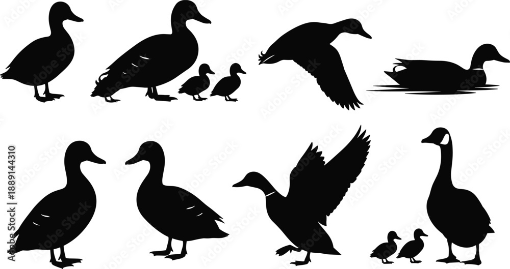 Fototapeta premium Collection, of, black, silhouettes, featuring, ducks, and, geese, in, various, poses, including, swimming, flying, walking, and, with, cute, small, ducklings.