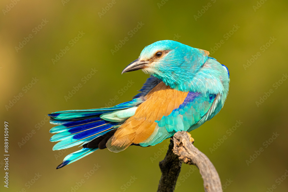 Fototapeta premium European Roller (Coracias garrulus) Perched on Branch – Spain
