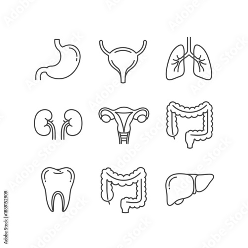 Human Internal Organs Icons Set – Anatomy Line Art Symbols for Medical & Education Design