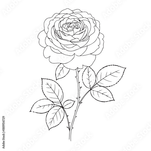 Elegant line drawing of blooming rose flower on tall stem with multiple leaves showcasing romance beauty fragility and classic floral garden decoration