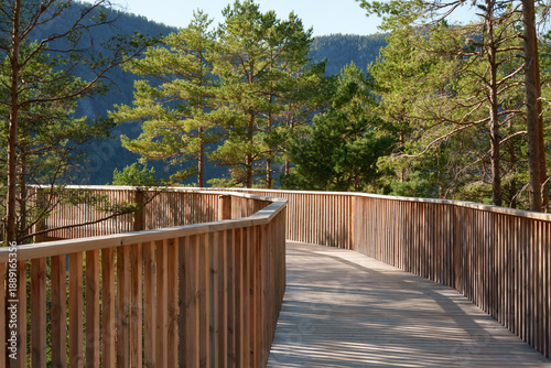 Mindful exploration flow with gently curving wooden boardwalk elevated through dense pine forest, soft daylight and natural rhythm supporting digital detox themes and slow travel storytelling.