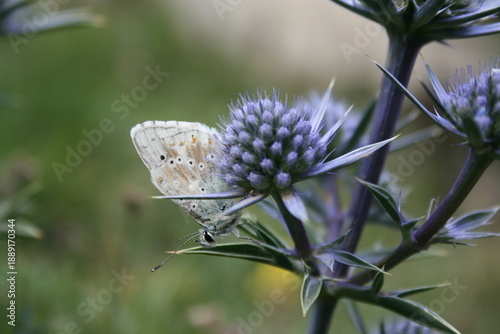 Papillon Argus bleu-nacré sur une fleur de chardon, Hautes-Pyrénées, France
