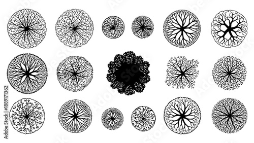 Different kinds of tree plan views showing plan of trees representing plans for architectural drawings landscape plan vector design graphic.