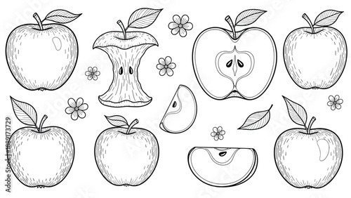 Collection of hand drawn apple sketches showing different states from whole fruit to core and slices with flowers.