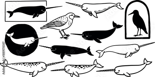 Black and white line art diagram of whale species with labeled labels and silhouette outlines in educational style illustration