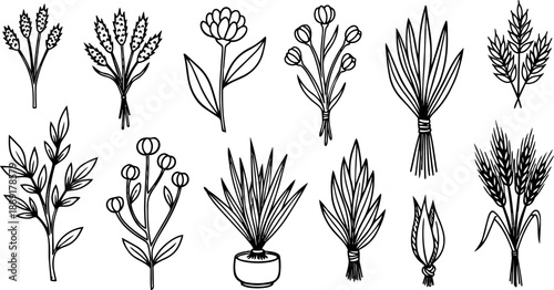 Hand drawn ink botanical illustration set various herbs and plants with detailed line art composition collection