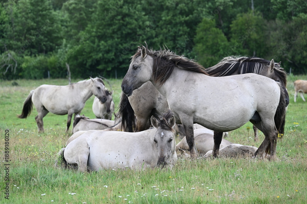 Fototapeta premium Konik-Pferde im Papa-Nationalpark in Lettland