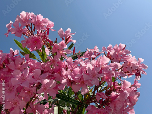Photos Blooming pink oleander nerium plant.
