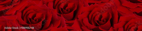 Panorama field of red roses pattern for romance, weddings, and Valentine imagery