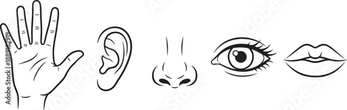Human body part including hand, ear, eye, and mouth human body parts