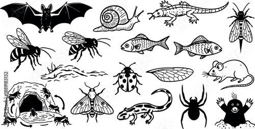 Black and white line art of various insects amphibians and small animals in vintage tattoo flash style detailed composition