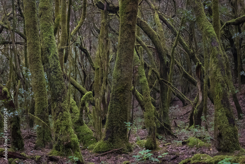Laurel forest.
