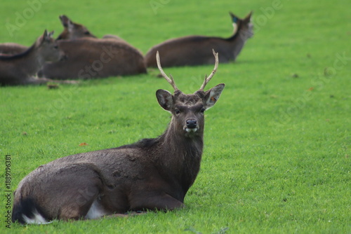 Roe deer sitting in a field