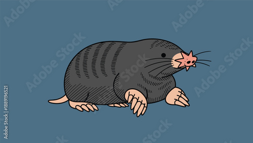 Detailed illustration of a star-nosed mole with its unique sensory snout shown against a solid dark blue background for study.