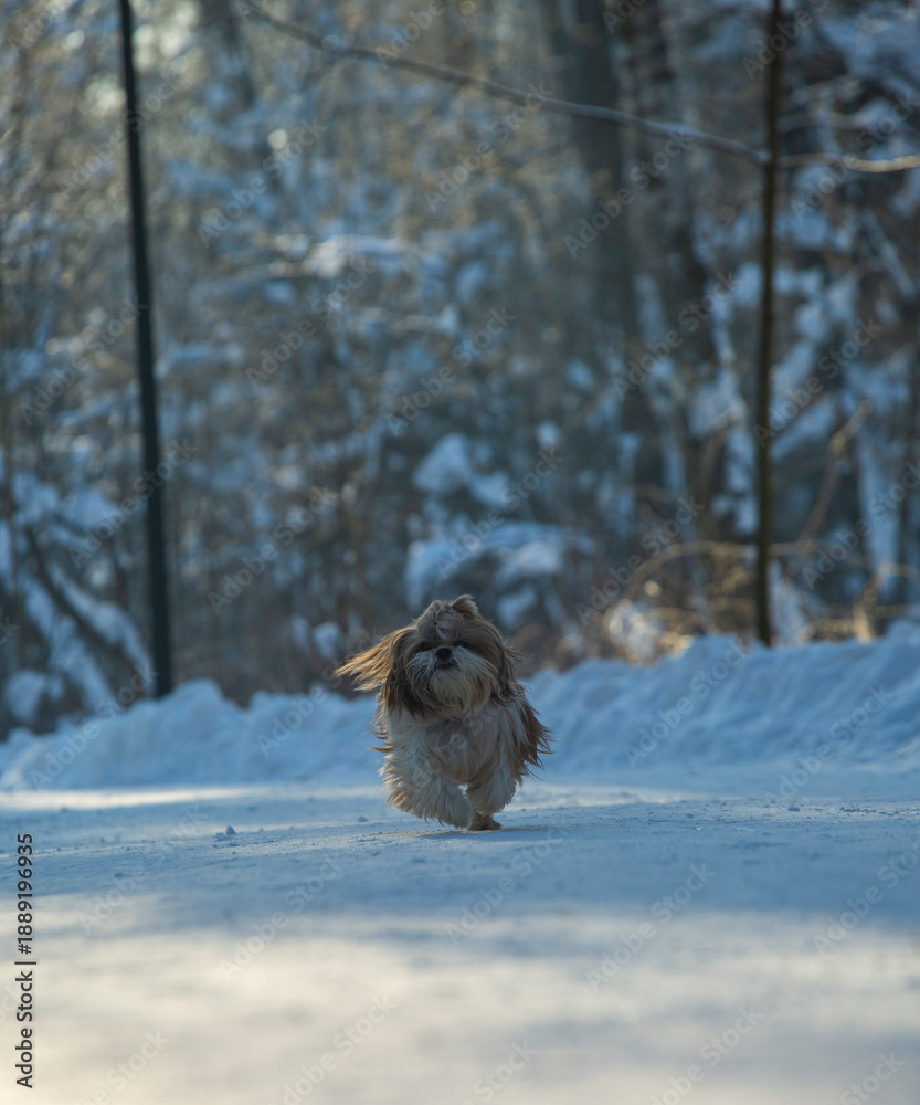 Fototapeta premium shih tzu dog runs through the snow in a park in winter 