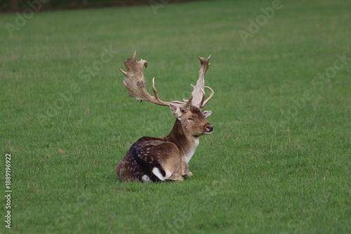 Fallow deer stag sat in grass
