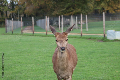 Red deer, doe looking at camera