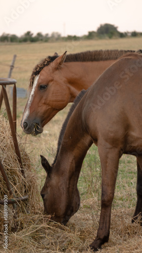 Photography Criollo horse grazing in Uruguay